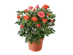 Mini Rose plant with vibrant orange and pink blooms in a brown pot