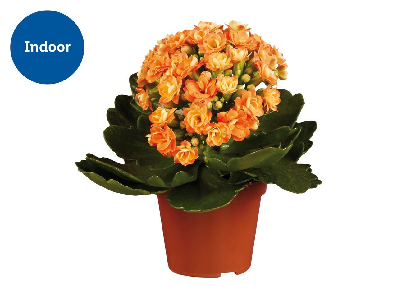 Potted orange Kalanchoe plant with green leaves, labeled 'Indoor' in a blue circle.