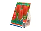 Pack of 8 orange tulip bulbs