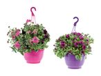 To hængepotter med blomster, en pink med lyserøde blomster og en lilla med mørkelilla blomster.