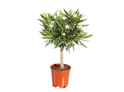 Oleander boompje