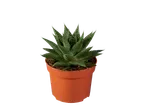 Succulent in terracotta pot.