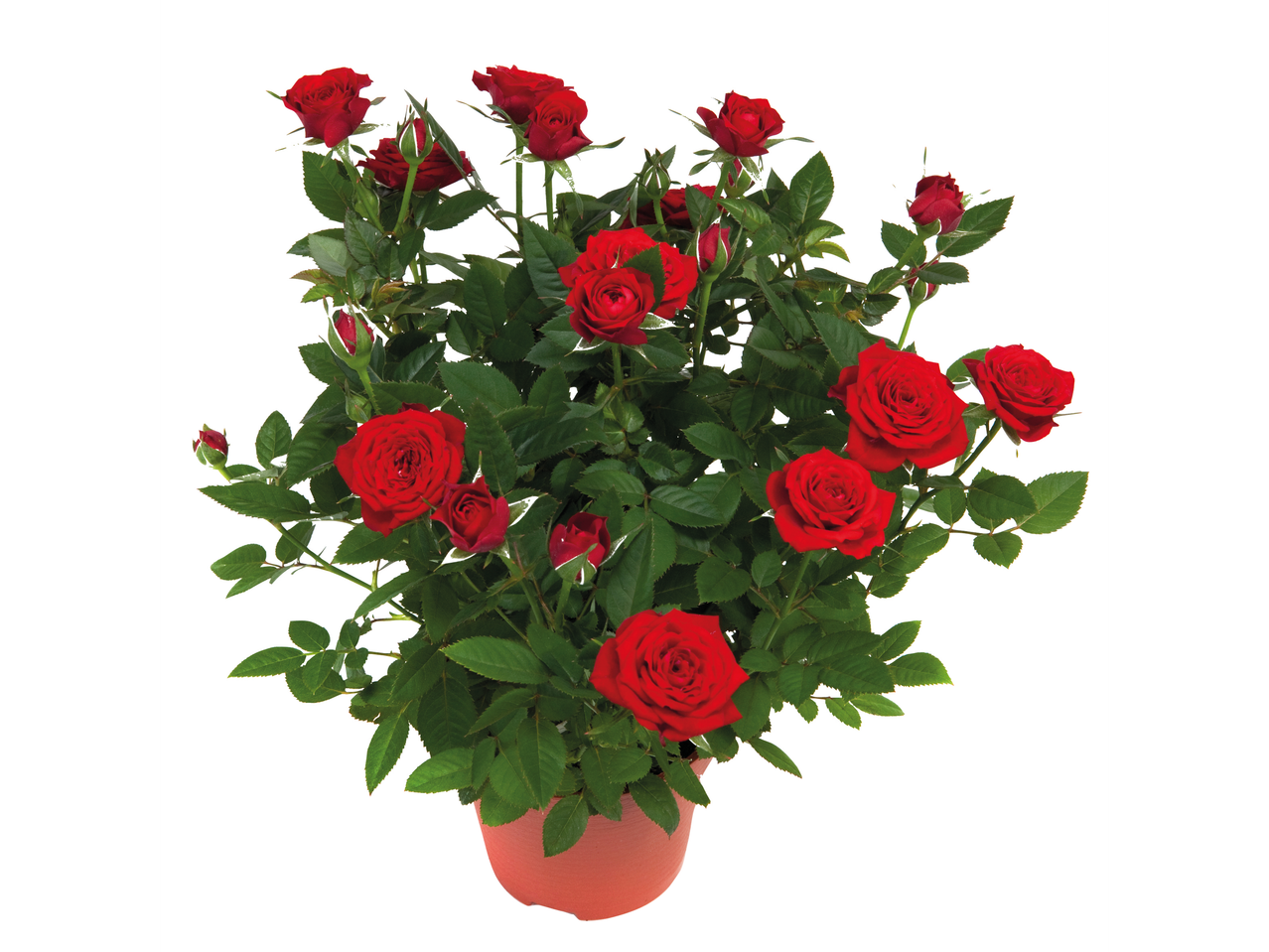 Red roses in a pot: a romantic gift.