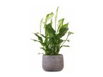 A peace lily plant with white and green variegated leaves in a textured gray pot.