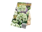 Pack of 8 Allium 'Nigrum' flower bulbs, 10/12 cm size.