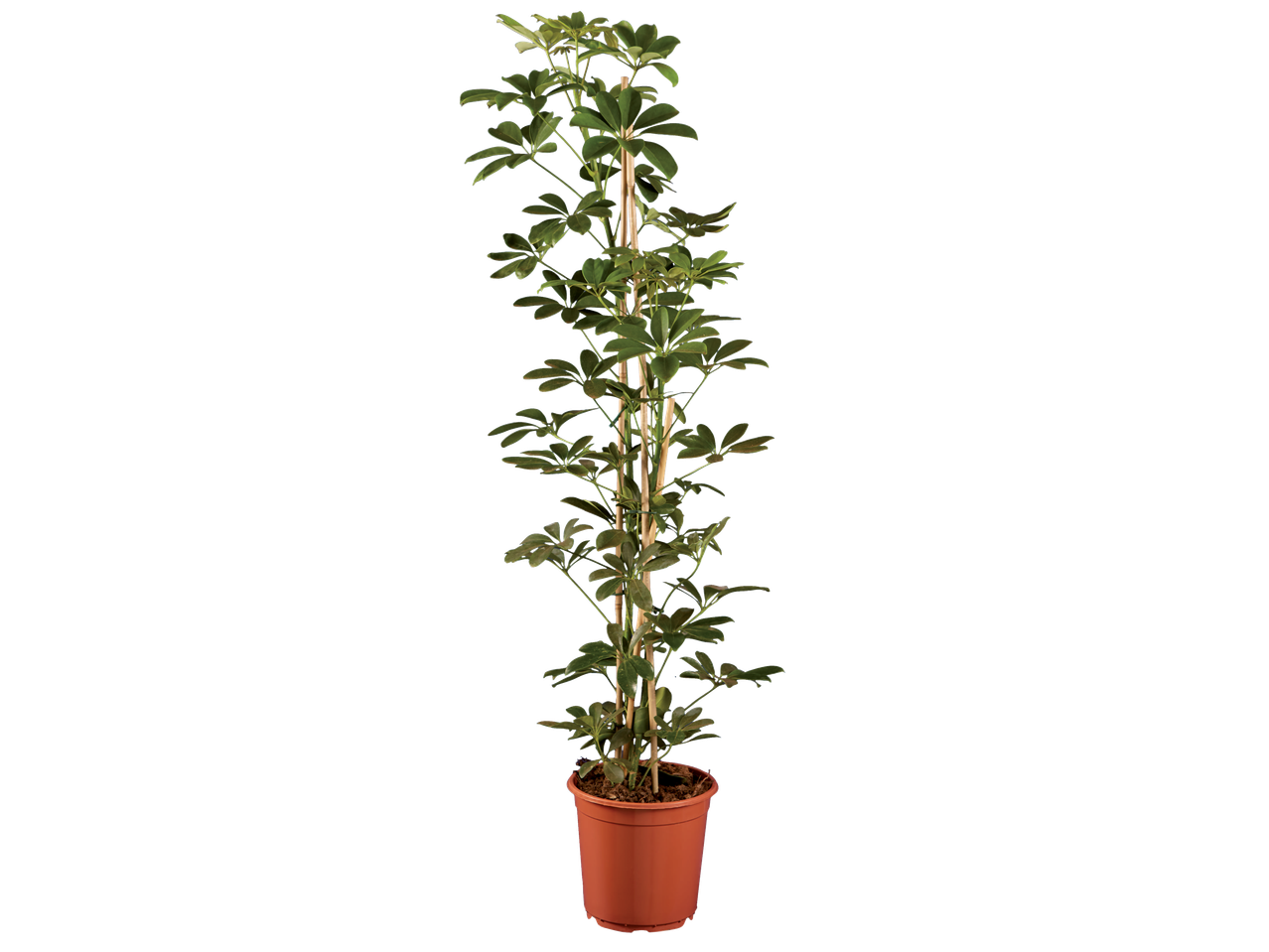Large potted houseplant with green leaves and bamboo stakes