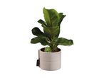 A fiddle-leaf fig plant in a light gray ceramic pot with a small black tag.
