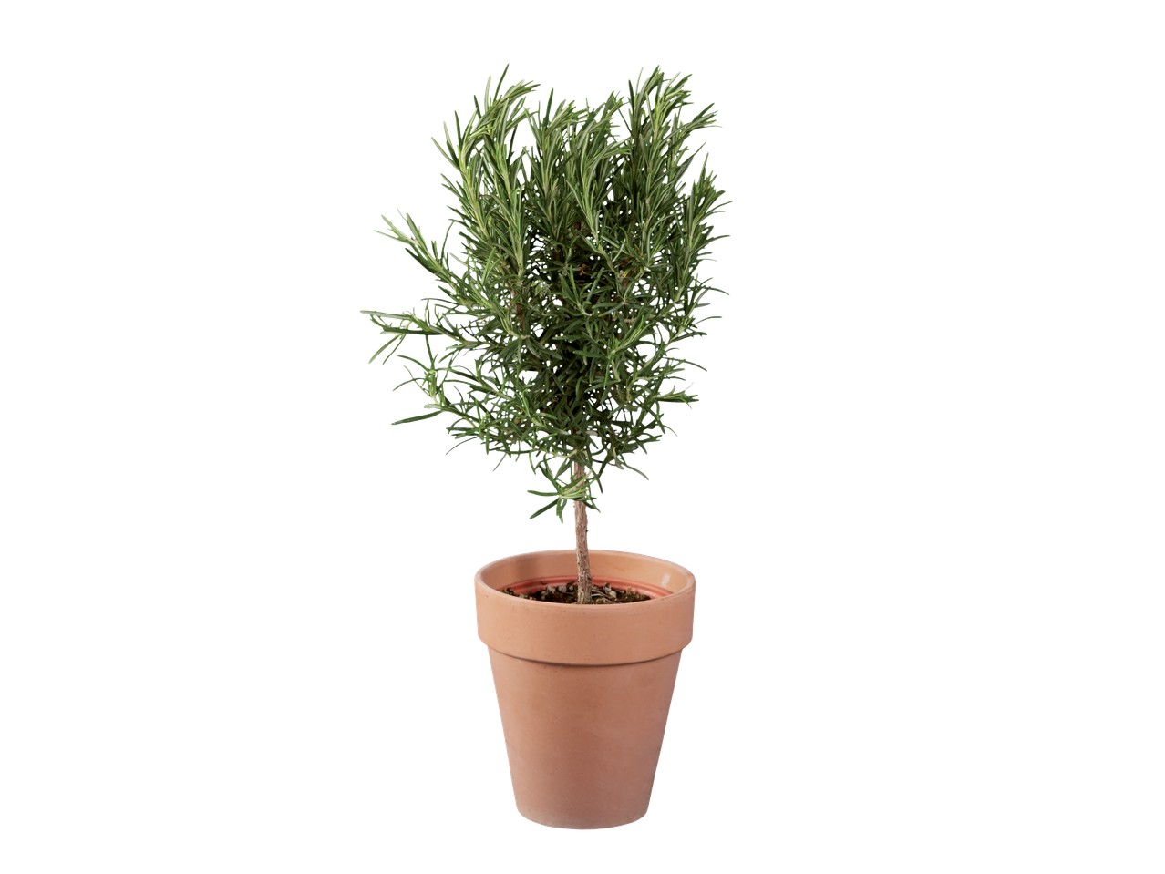 Potted Italian herb on stem, likely rosemary, with green leaves in a terracotta pot.