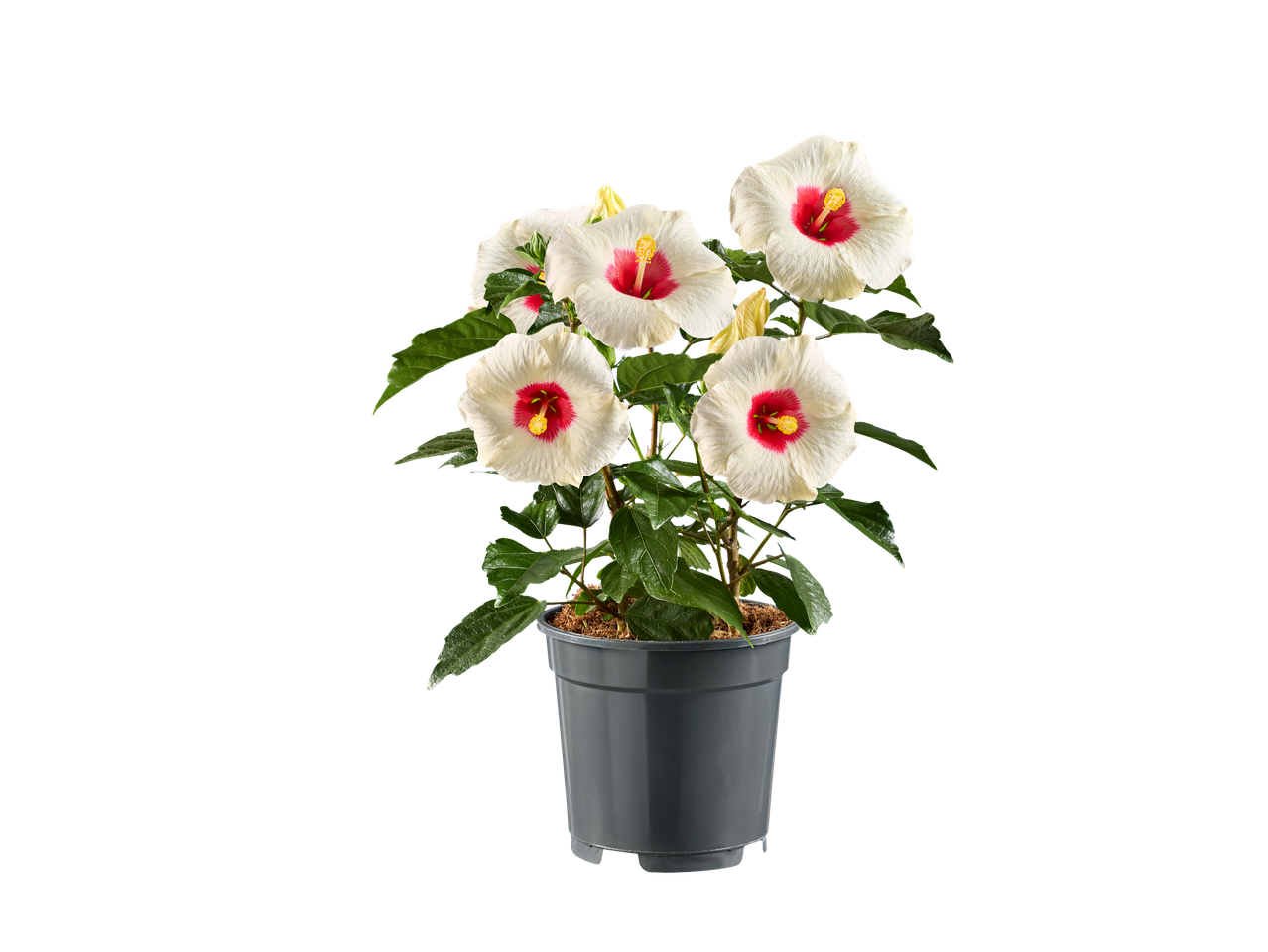Pot de plante d'hibiscus aux fleurs blanches et rouges.