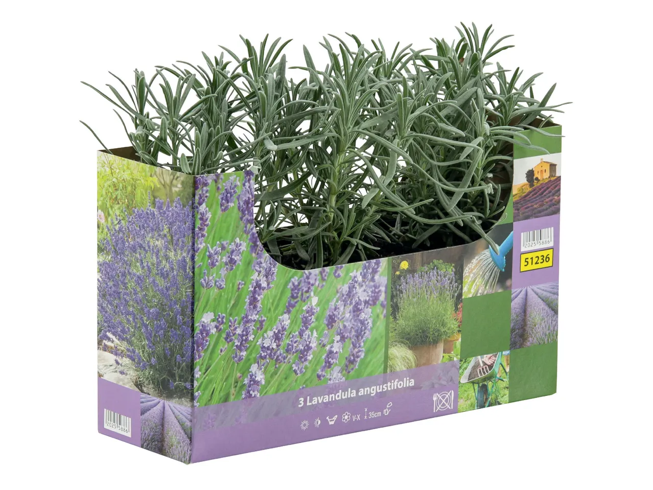 Trois plants de Lavandula angustifolia dans un emballage illustré de lavandes.