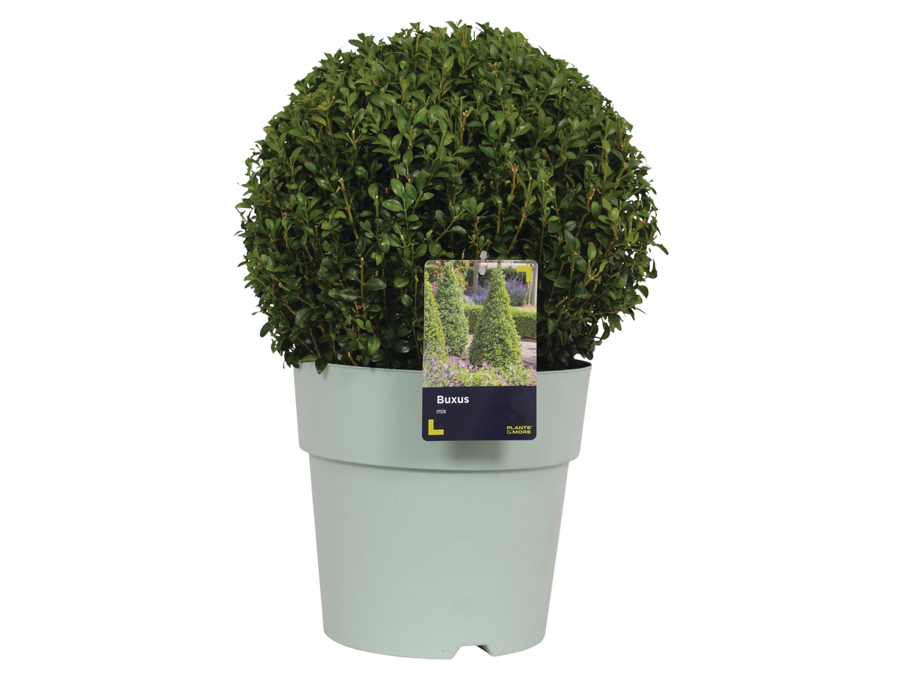 Boxwood plant in pot, ornamental plants.