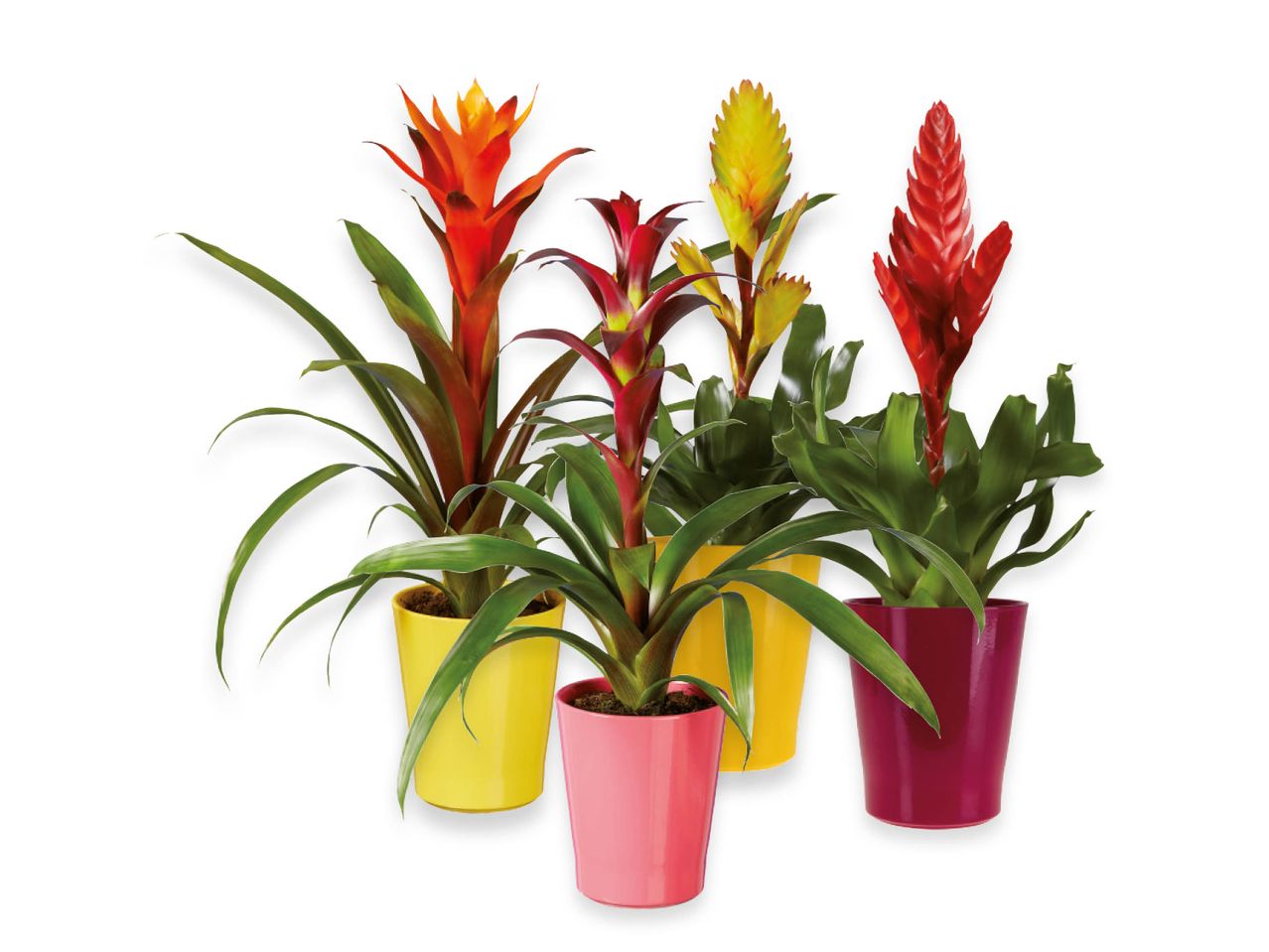 Quattro piante di bromeliacee dai colori vivaci in vasi colorati.