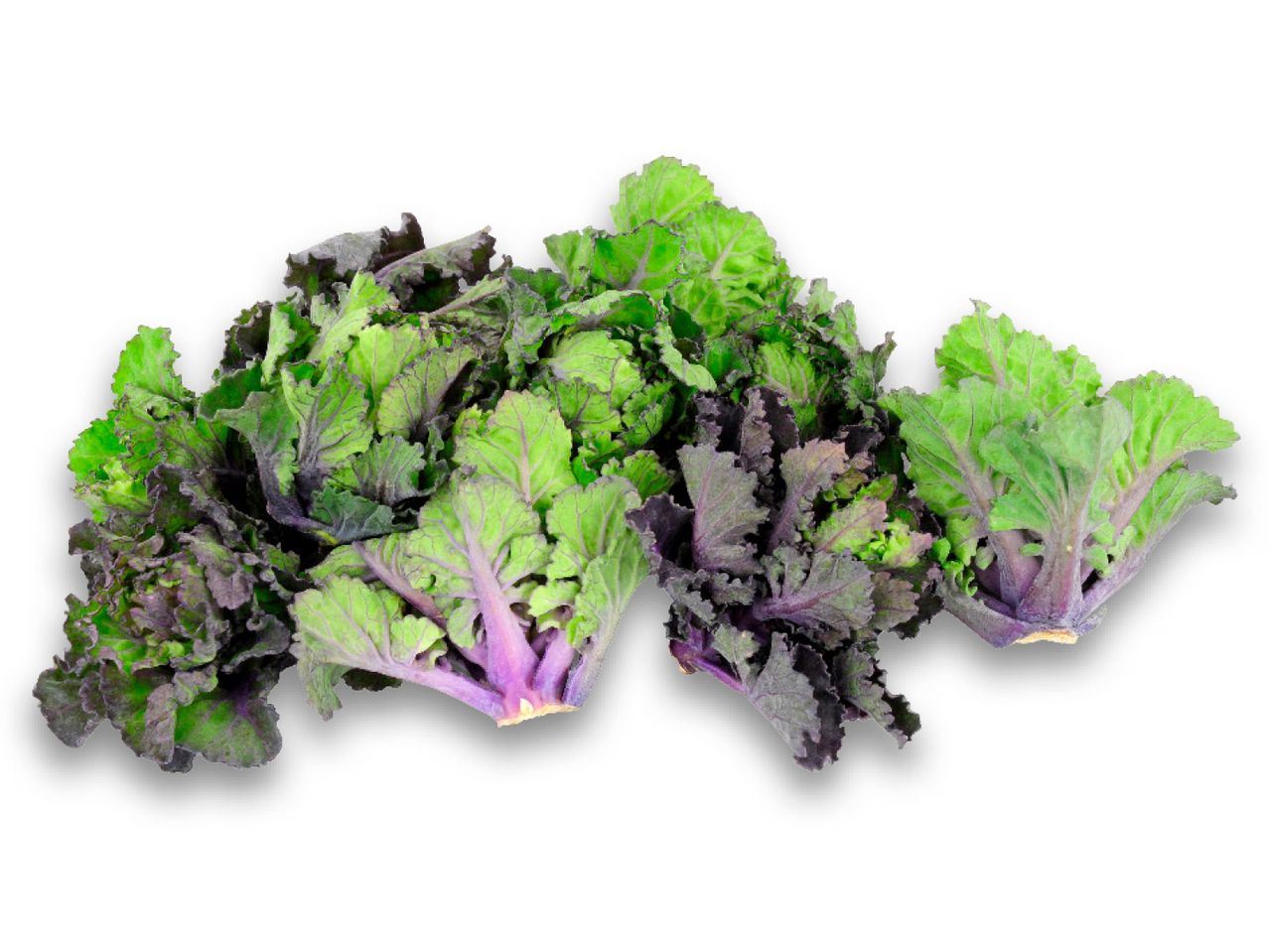 Green and purple kale: fresh vegetables.