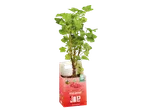 Planta de groselha vermelha Joe Bio em vaso.