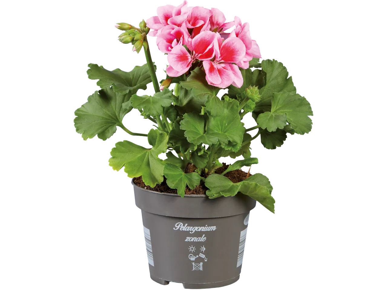 Rosa pelargon i grå kruka med texten 'Pelargonium zonale' och skötselsymboler.