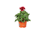 Red Pelargonium grandiflorum in pot.