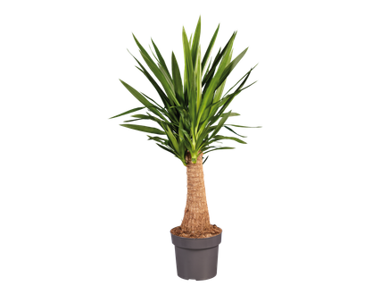 Exclusieve groene planten