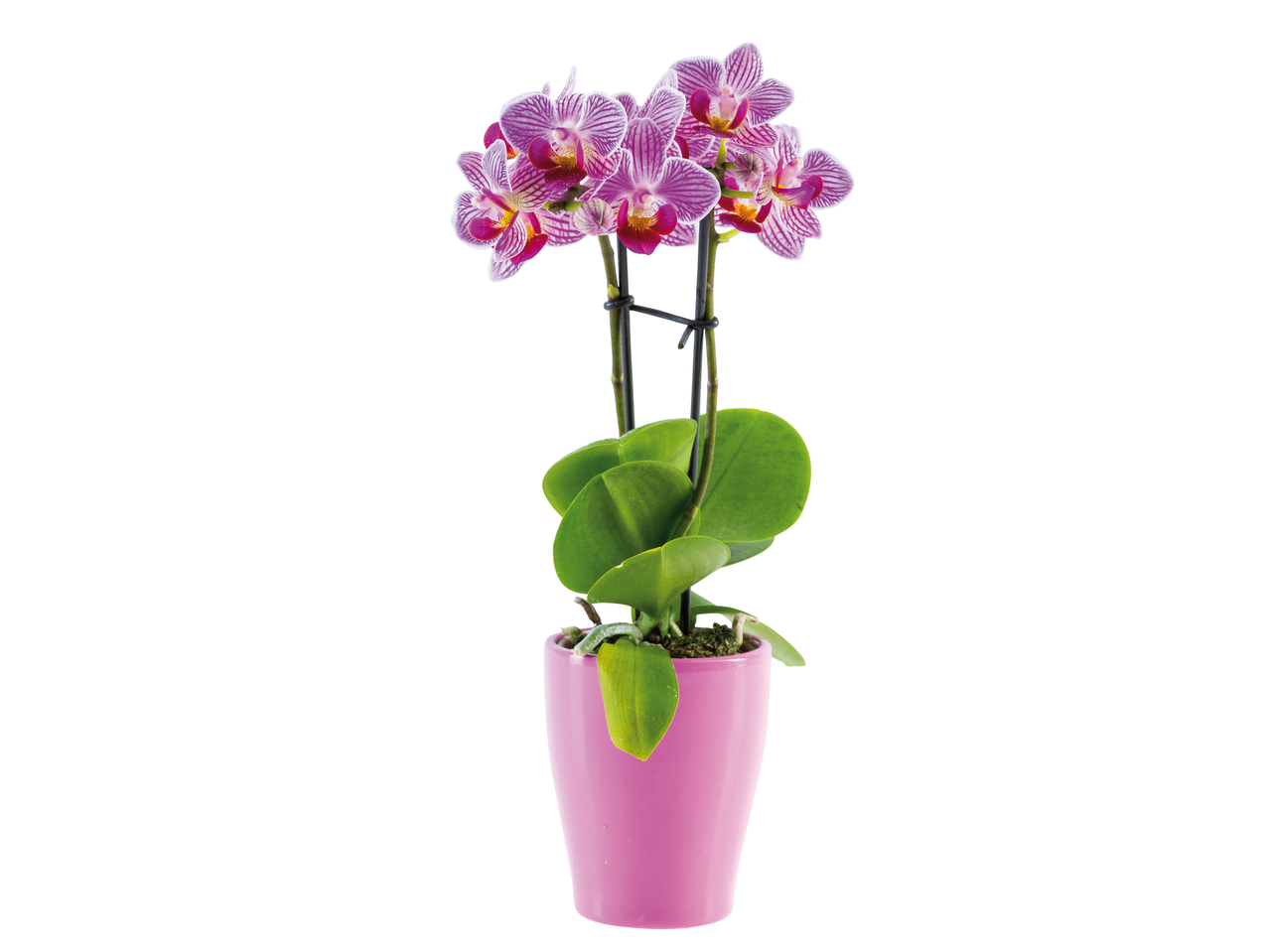 Orhidee phalaenopsis mov în ghiveci roz.