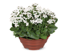 Witte Kalanchoë in een bruine pot