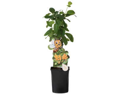 Plantes fleuries grimpantes