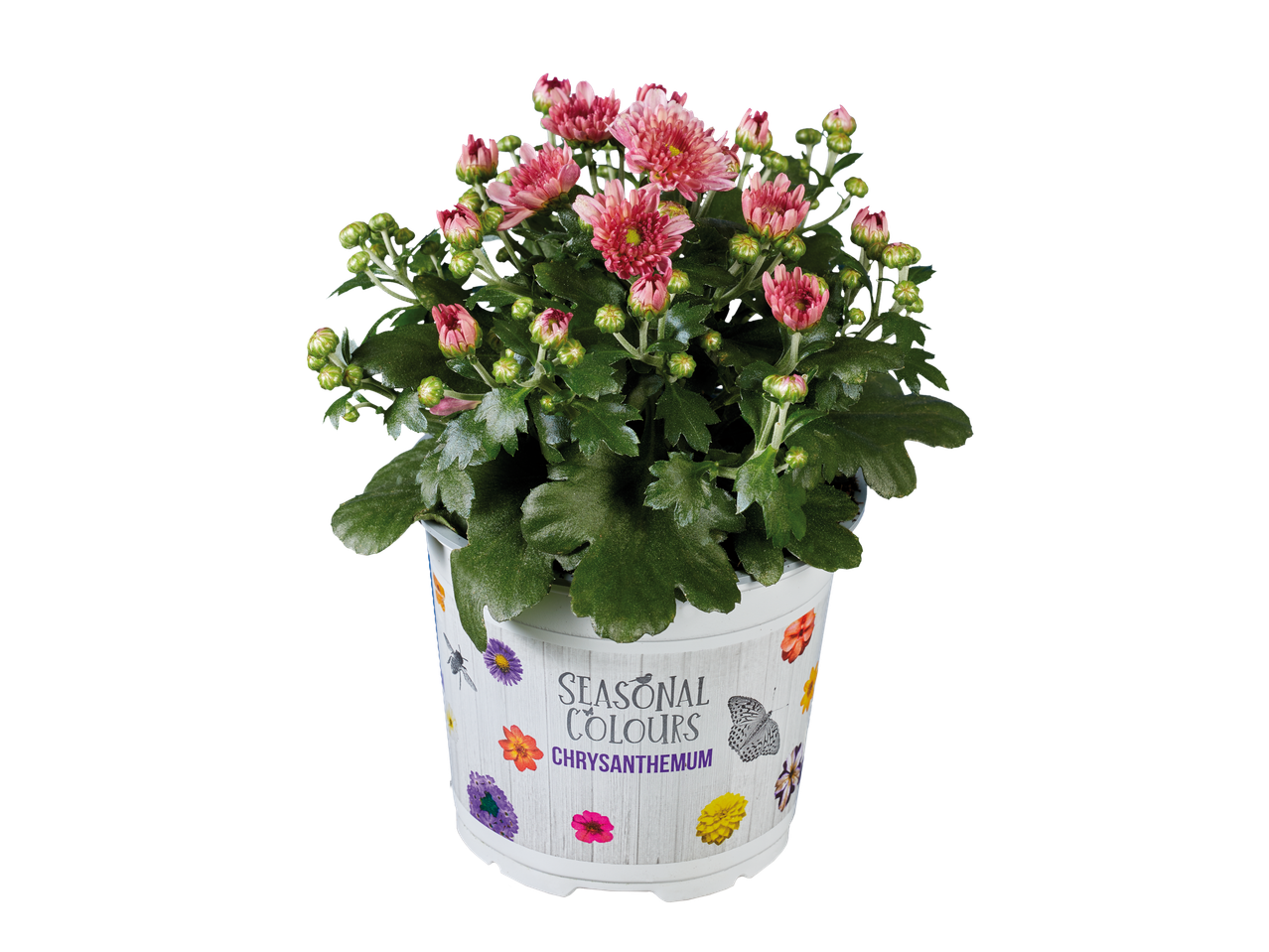 Roze chrysant in pot met seizoensdesign.