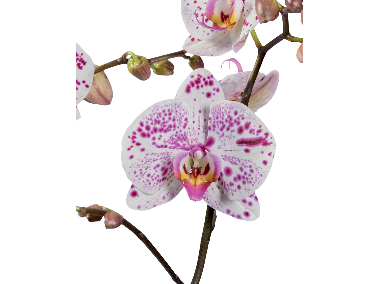 Orquídea Phalaenopsis branca com manchas roxas.