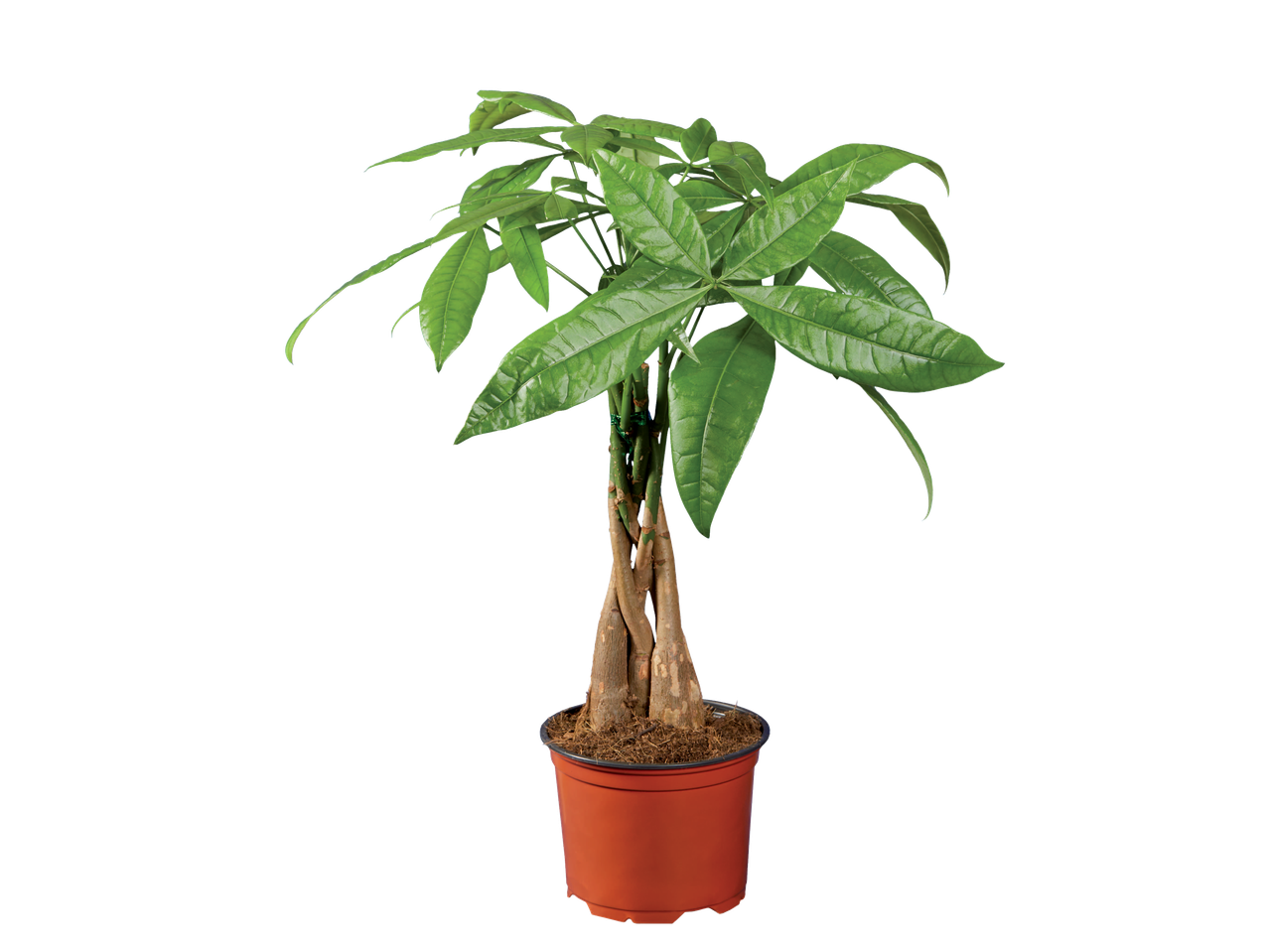 Planta de Pachira aquatica em vaso marrom.