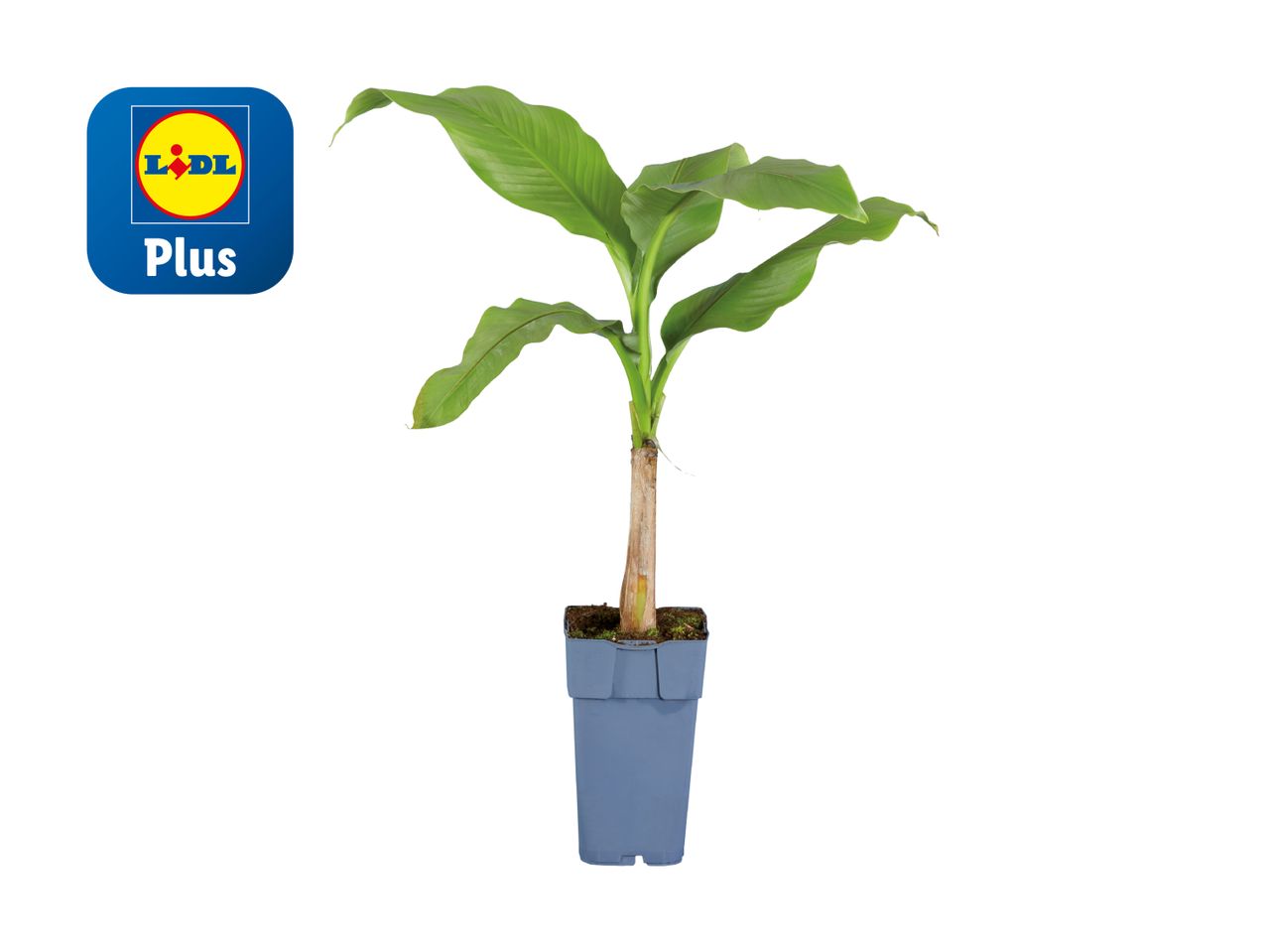 Lidl Plus Bananenpflanze im grauen Topf.