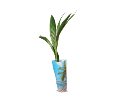 Kokospalm