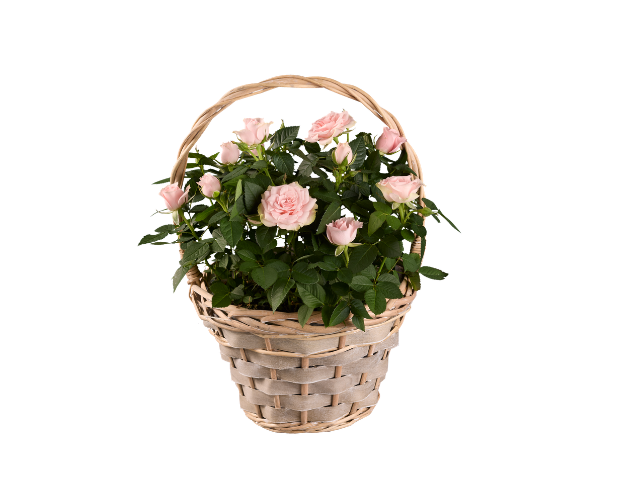 A wicker basket filled with a blooming pink rose plant.