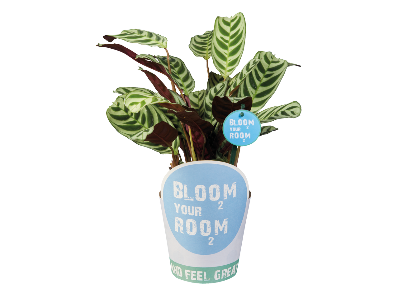 Растение с шарени листа в саксия с надпис „BLOOM YOUR ROOM“.