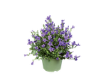Plante în ghivece cu clopoței mov.