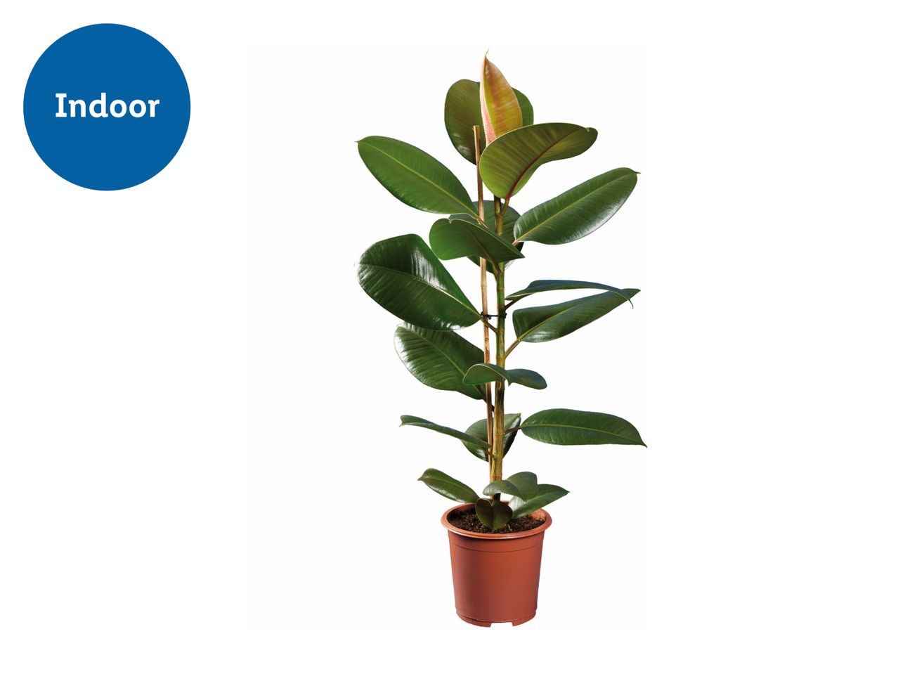 Ficus Elastica Houseplant