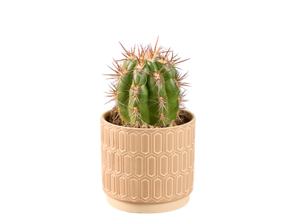 Cactus met keramiek
