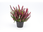 Heideplanten in pot, witte en roodpaarse bloemen.