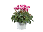 A potted cyclamen plant with vibrant pink and white flowers and patterned green leaves.