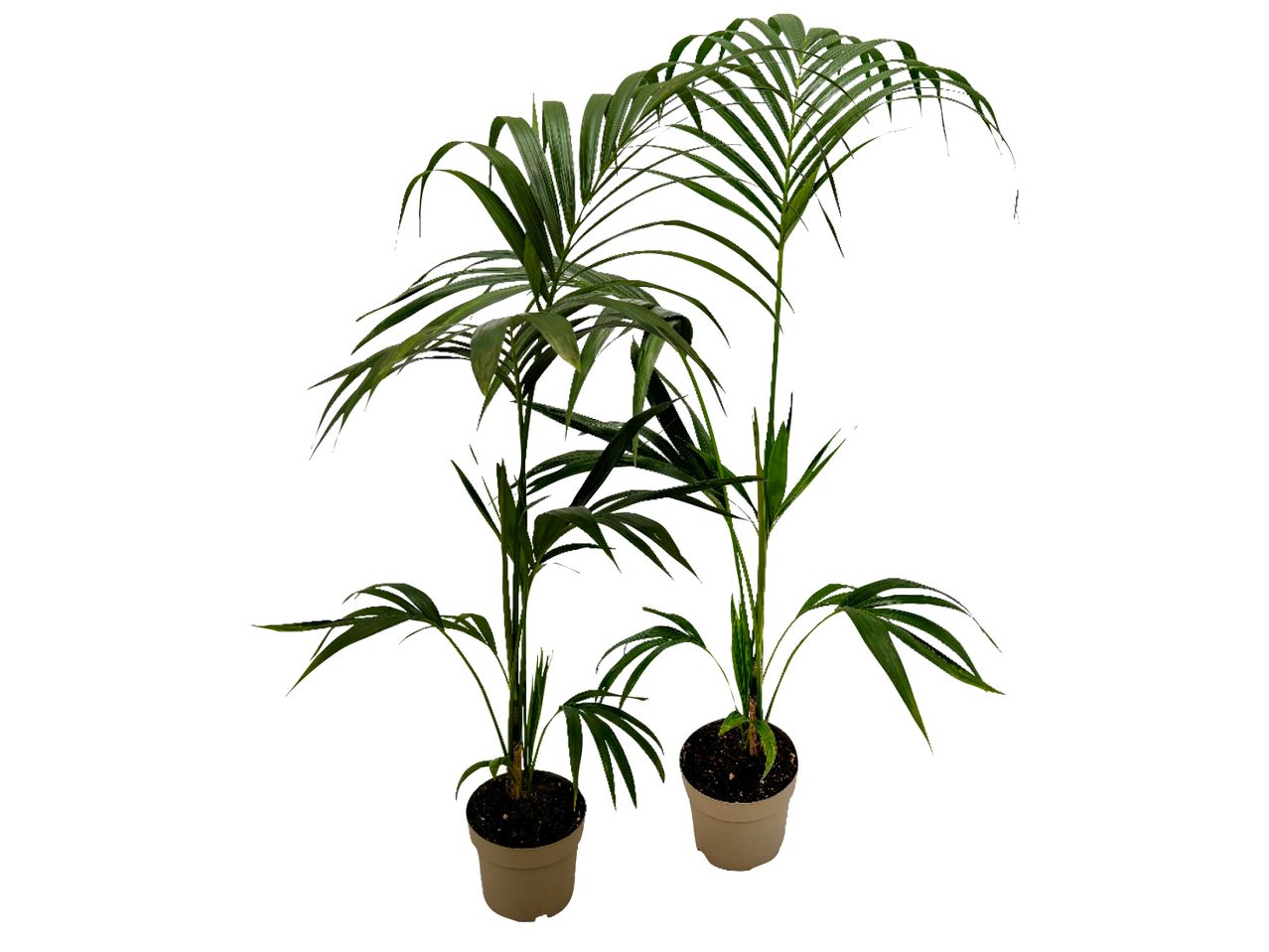 Two potted parlor palm plants with vibrant green leaves.