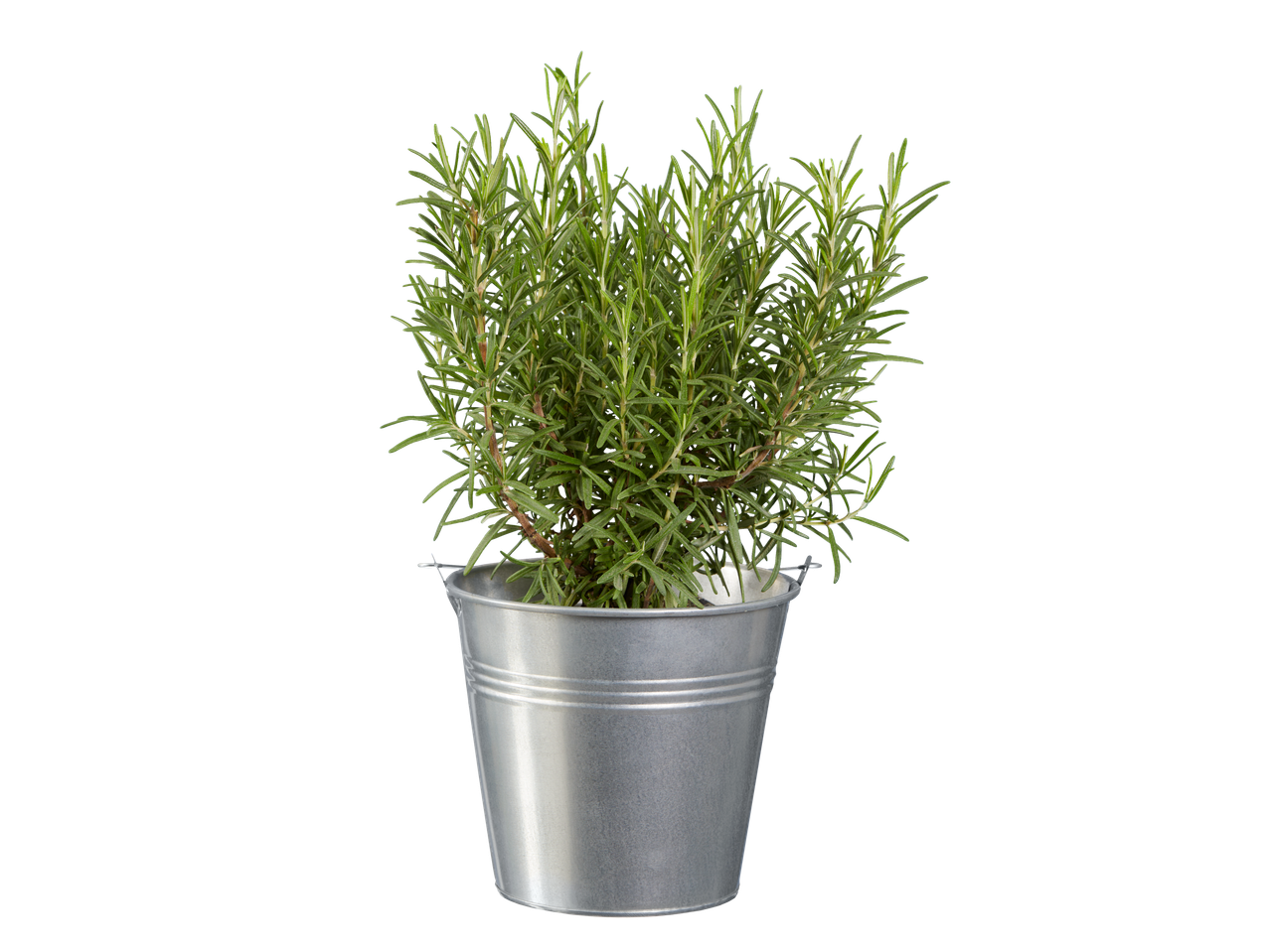 Plante de romarin dans un seau en métal.