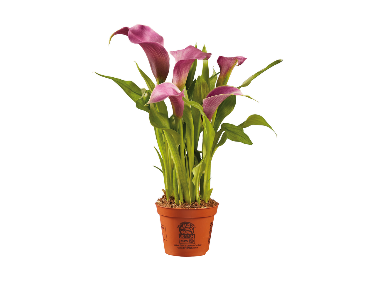 Potted pink calla lilies with green leaves, in a brown pot with a certification label.