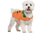 White Maltese dog in an orange Halloween costume with a pumpkin pattern