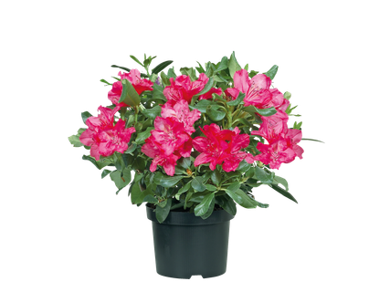 Rhododendron