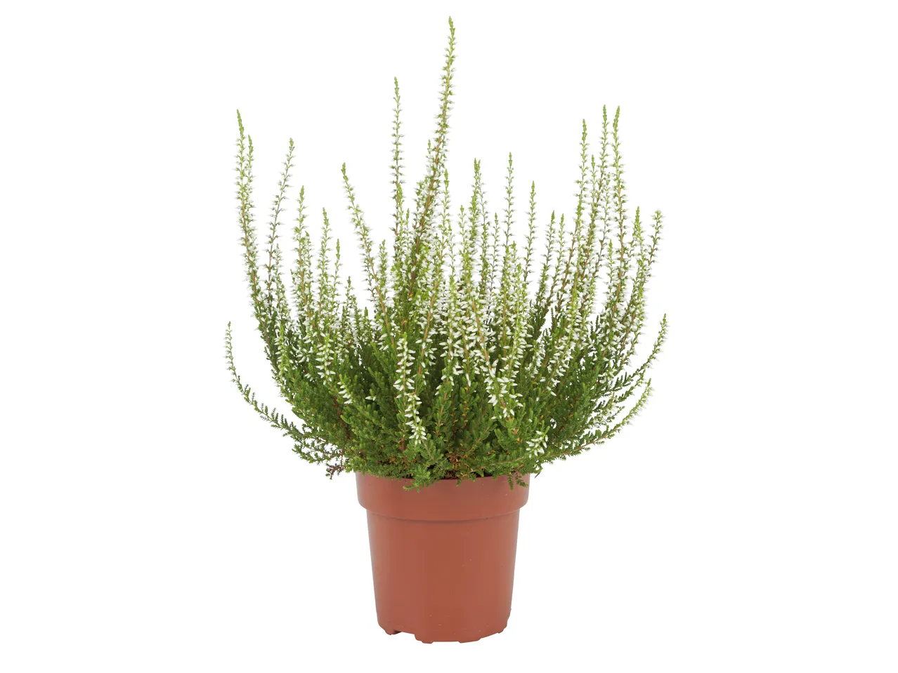 White heather plant in a brown pot on a white background