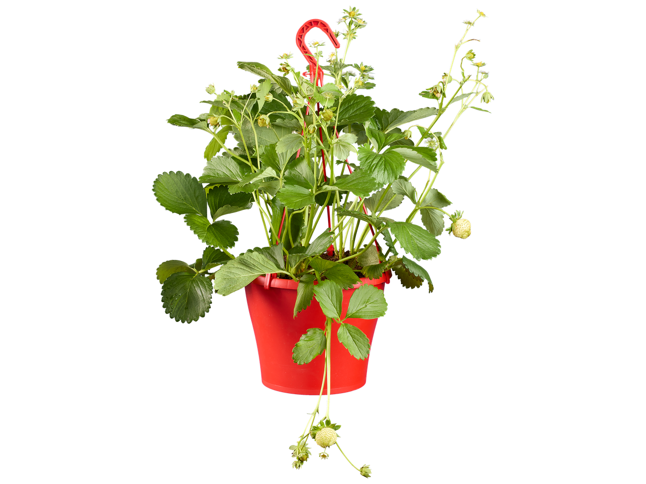 Plant de fraises en pot rouge avec des fleurs blanches et des fraises vertes immatures.