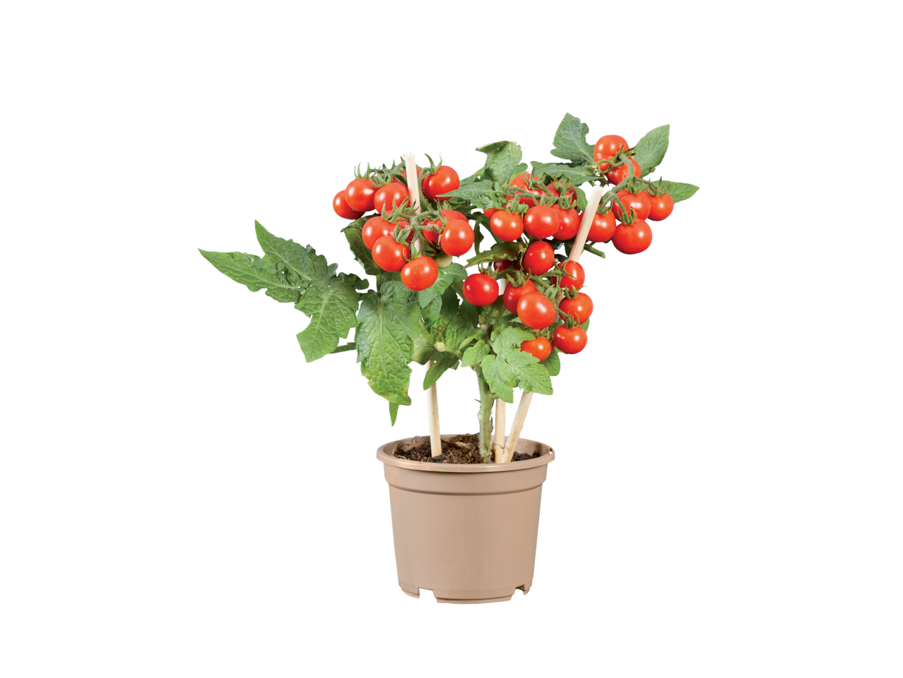 Cherrytomaten in een pot, rijp en klaar om te oogsten.