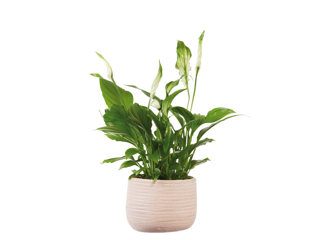 Planta paz em vaso bege.