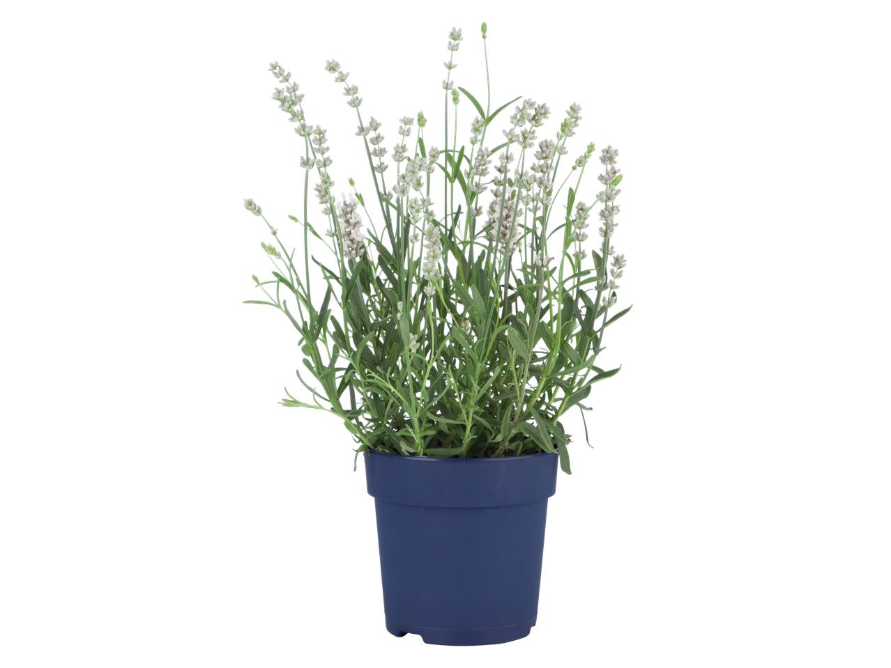 Witte lavendelplant in pot.