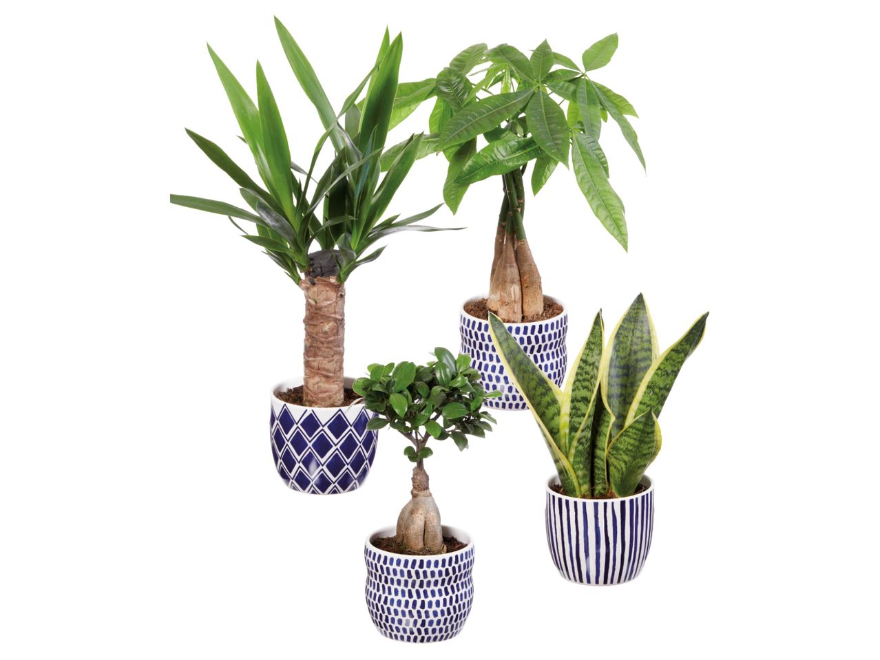 Quattro piante in vaso: Yucca, Pachira, Bonsai e Sansevieria.