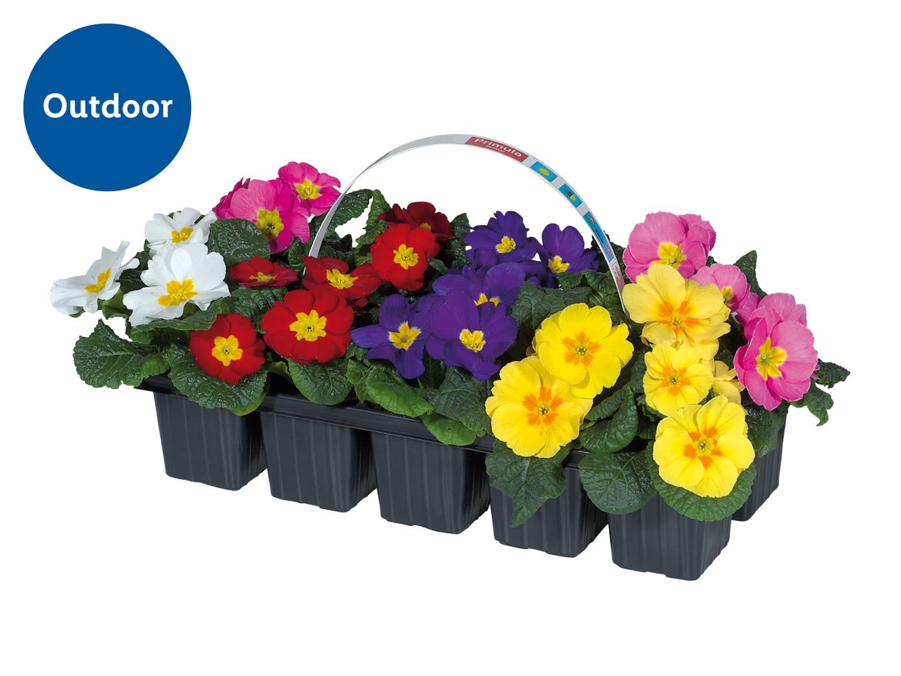 Primula flowers in various colors in a black tray, labeled 'Outdoor'.