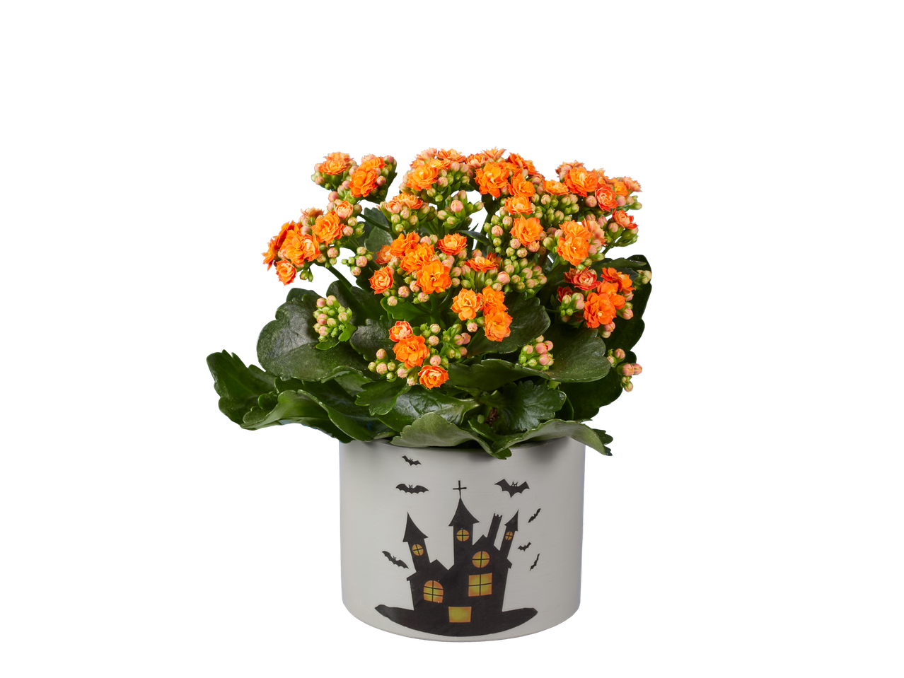 Orange flowering plant in a white pot with a Halloween haunted house design.