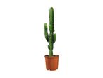 Tall green cactus plant in a brown pot.